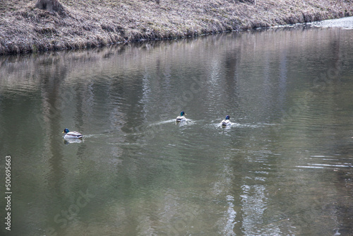 ducks on the surface of the reservoir close-up