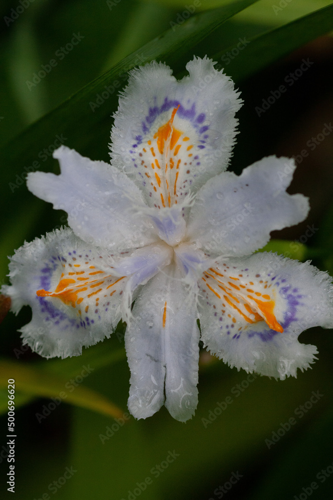 シャガ Fringed iris (Iris japonica) シャガ Fringed iris (Iris japonica)