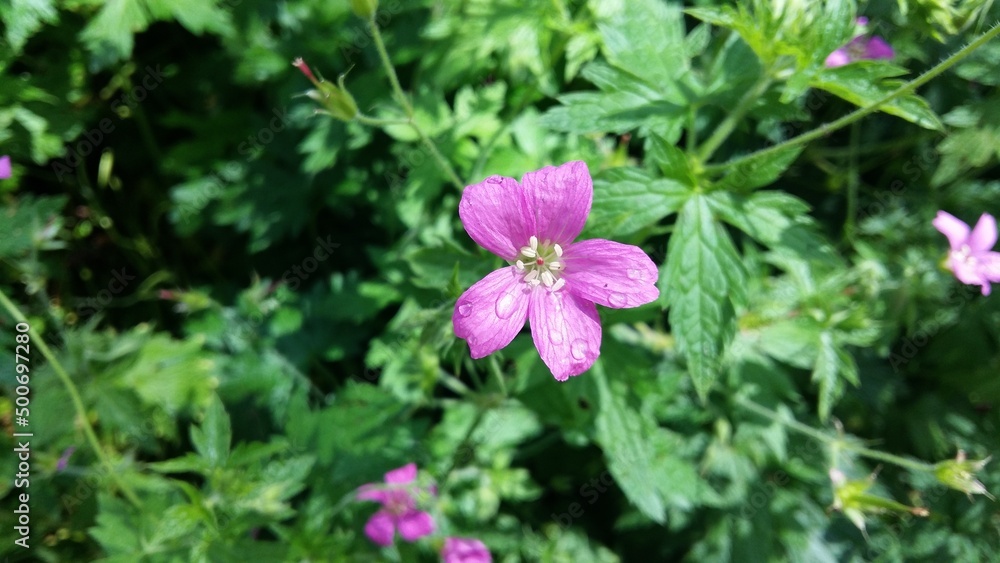 Beautiful flowers, Parc Floral de Paris, Vincennes, France Beautiful flowers, Parc Floral de Paris, Vincennes, France
