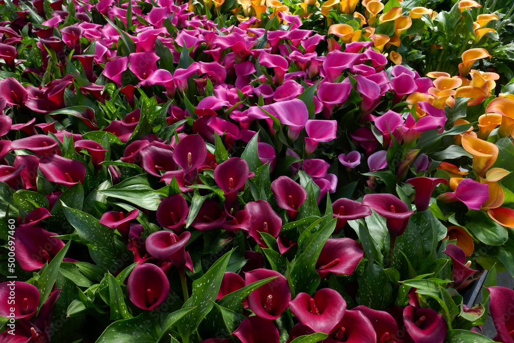 Calla palustris Calla palustris