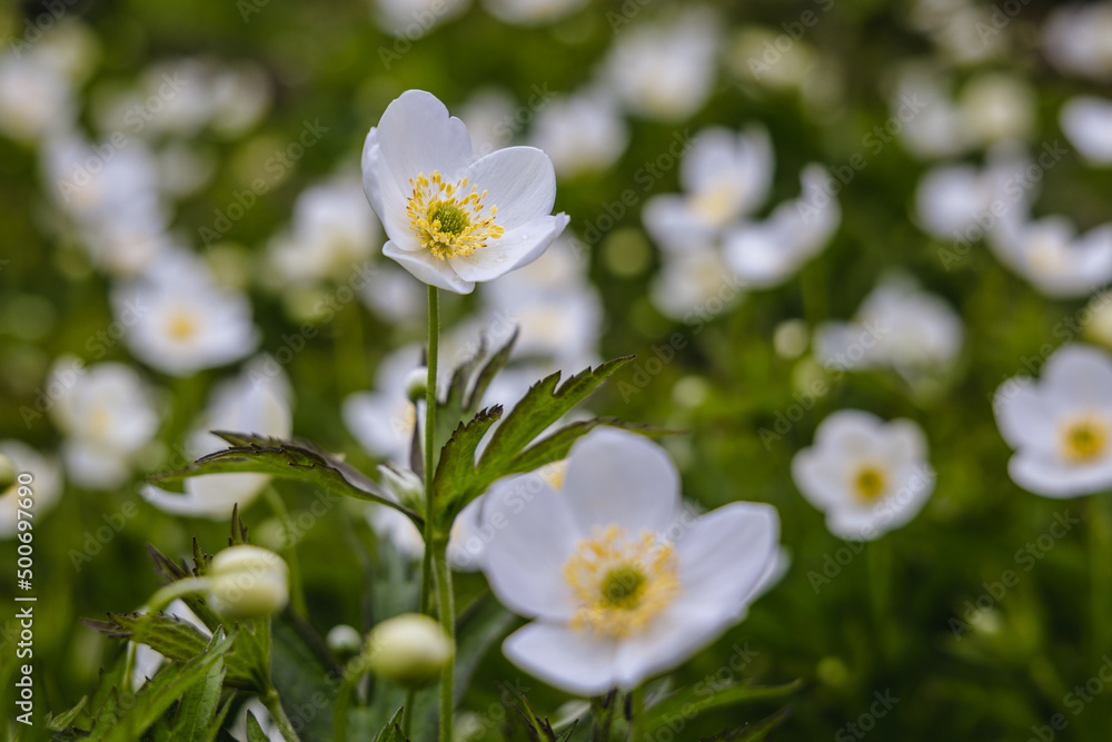 Close up on Canada anemone - Anemone canadensis flowers Close up on Canada anemone - Anemone canadensis flowers