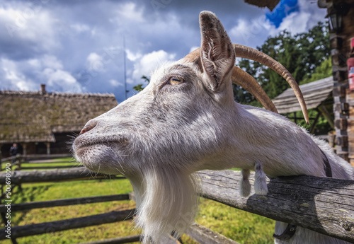 Portrait of a goat in enclosure in Warmia and Mazury region of Poland