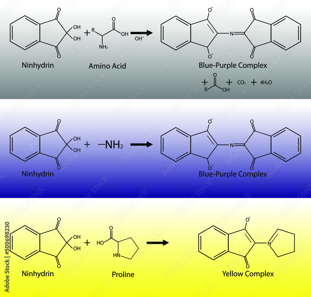 Ninhydrin test for amino acids reactions. Chemical equations of organic