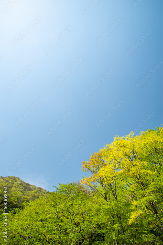 Fototapeta premium 新緑イメージ(龍王峡、栃木県日光市)