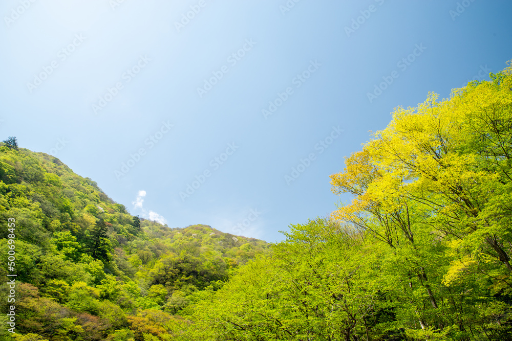 Obraz premium 新緑イメージ（龍王峡、栃木県日光市）