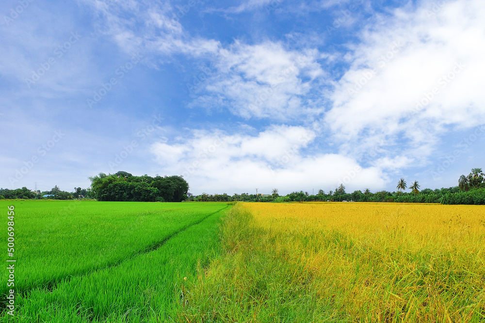 Fototapeta premium 2 color fields, yellow and green rice fields