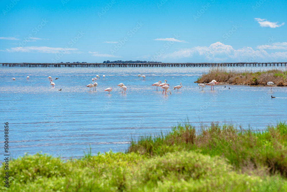 Obraz premium Some flamingos in the Parc Natural del Delta del Ebro