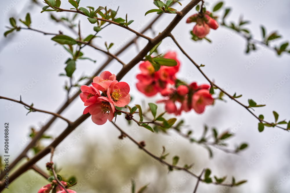 Flowers of henomeles in spring in the garden against the sky Flowers of henomeles in spring in the garden against the sky