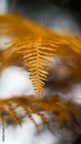 Macro de feuilles de fougère jaunes, à l'approche de l'automne © Anthony