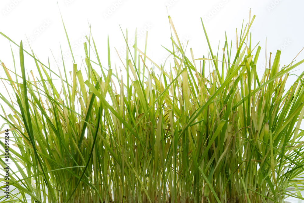 Fototapeta premium yellowed grass, drying overgrown lawn, lawn problems