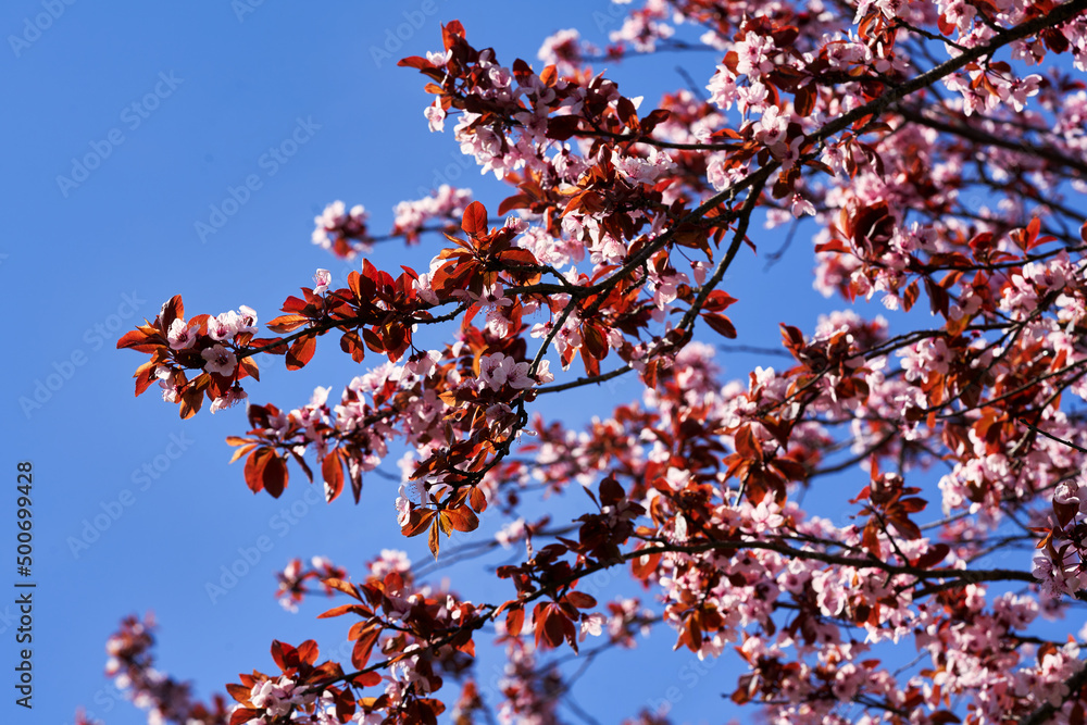 Prunus virginiana Shubert with flowers against the sky