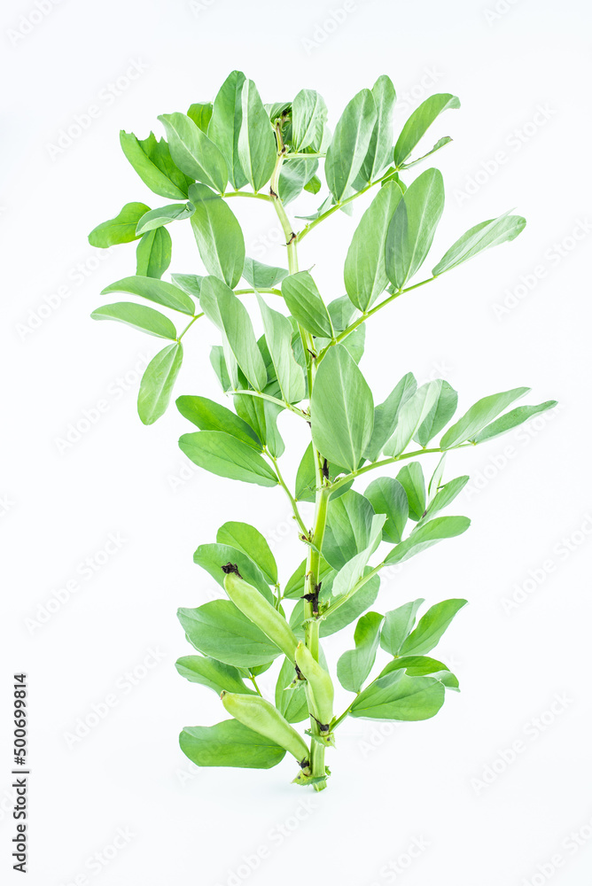 Fresh organic vegetable broad beans on white background