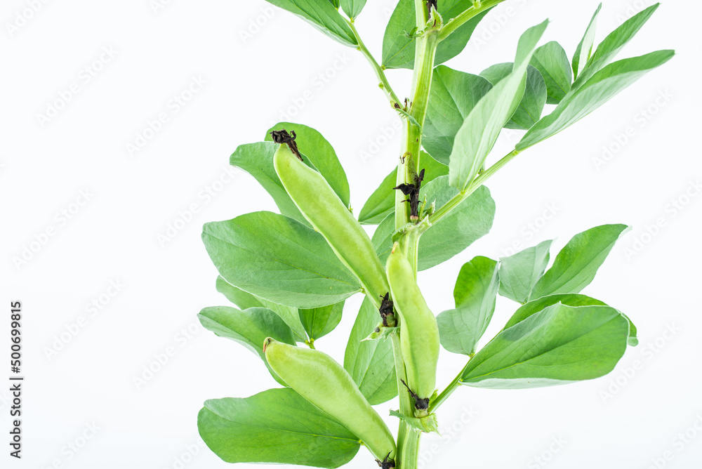 Fototapeta premium Fresh organic vegetable broad beans on white background