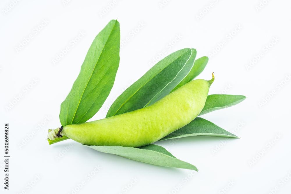 Fresh broad bean pods on white background Fresh broad bean pods on white background