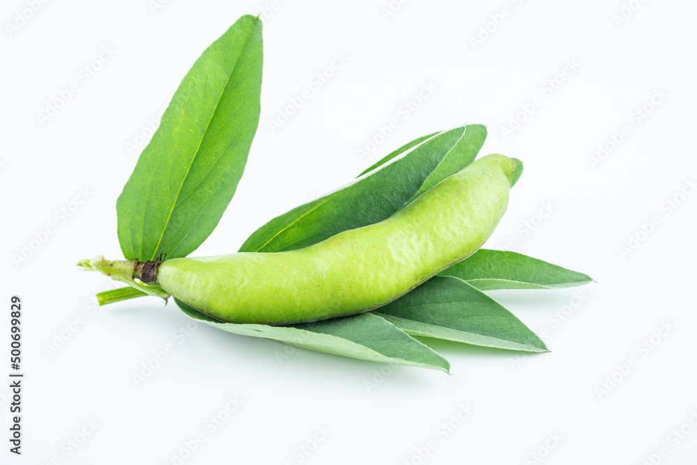 Fresh broad bean pods on white background