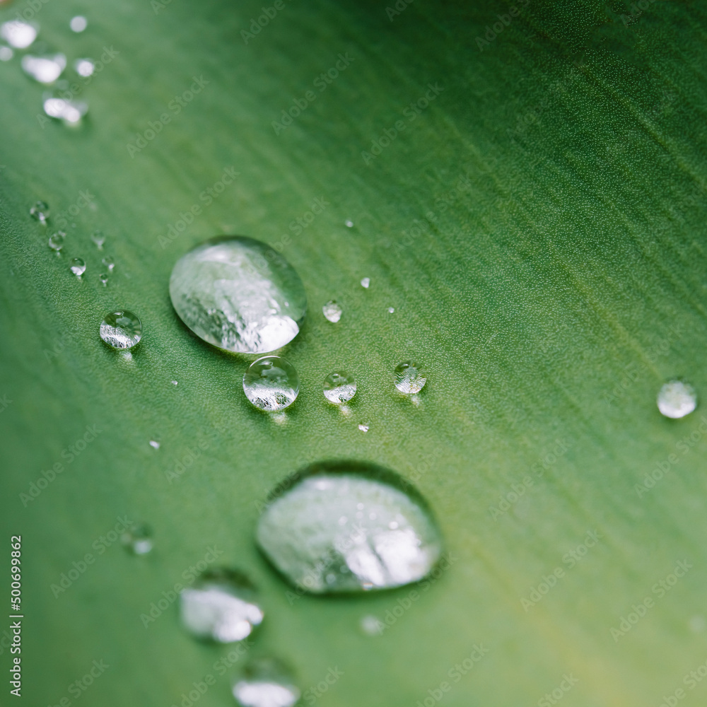 Water Drops on Green leaves, sparkle of Droplets on surface leaf, natural background. Water Drops on Green leaves, sparkle of Droplets on surface leaf, natural background.