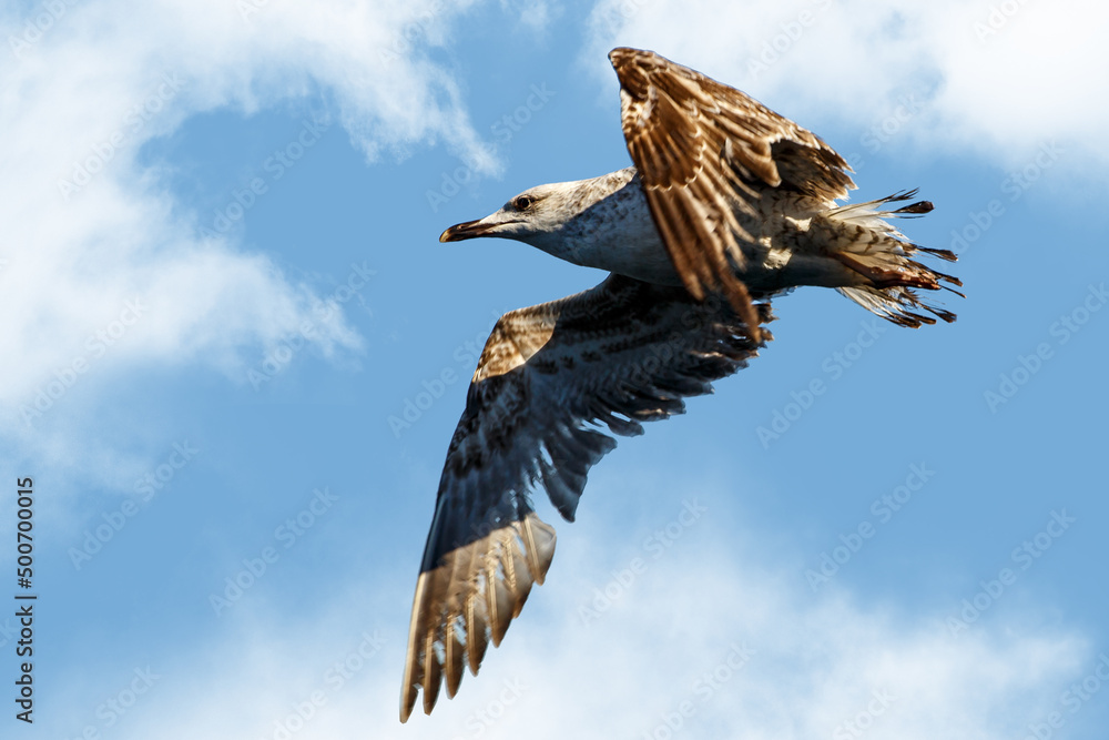 Obraz premium A seagull soars overhead in a blue sky.