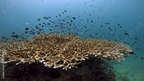 Under Water Film 4k - Thailand - large golden flat and branchy coral reef with a large schhol of small black tropical fish hovering over the reef photo