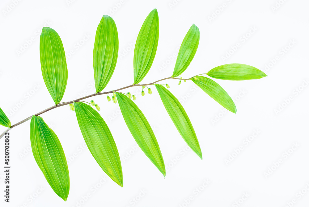 Naklejka premium Fresh branches and leaves of Chinese herbal medicine Polygonatum chinensis on white background