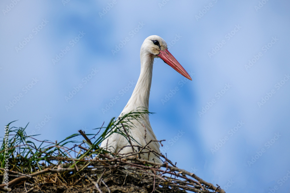 Fototapeta premium Ooievaar - Stork