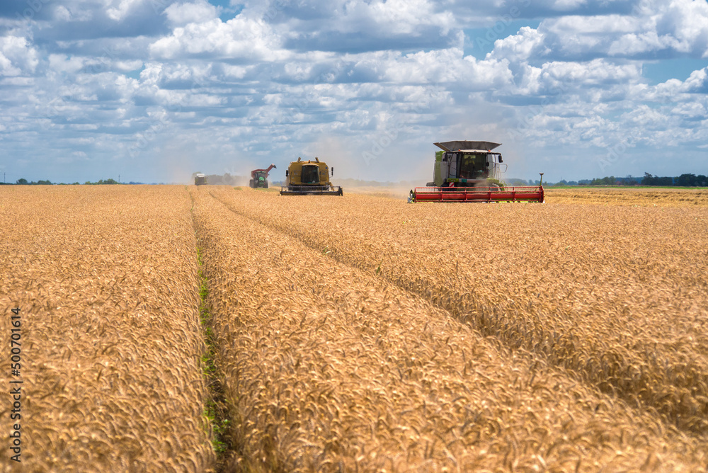 Fototapeta premium Combine harvesters harvesting wheat in summer on agricultural fields