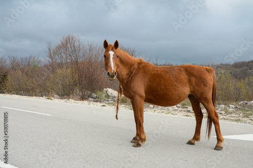 Wild horse walking free in nature. Horse on the road on the mountain.  Brown horse with a braid.