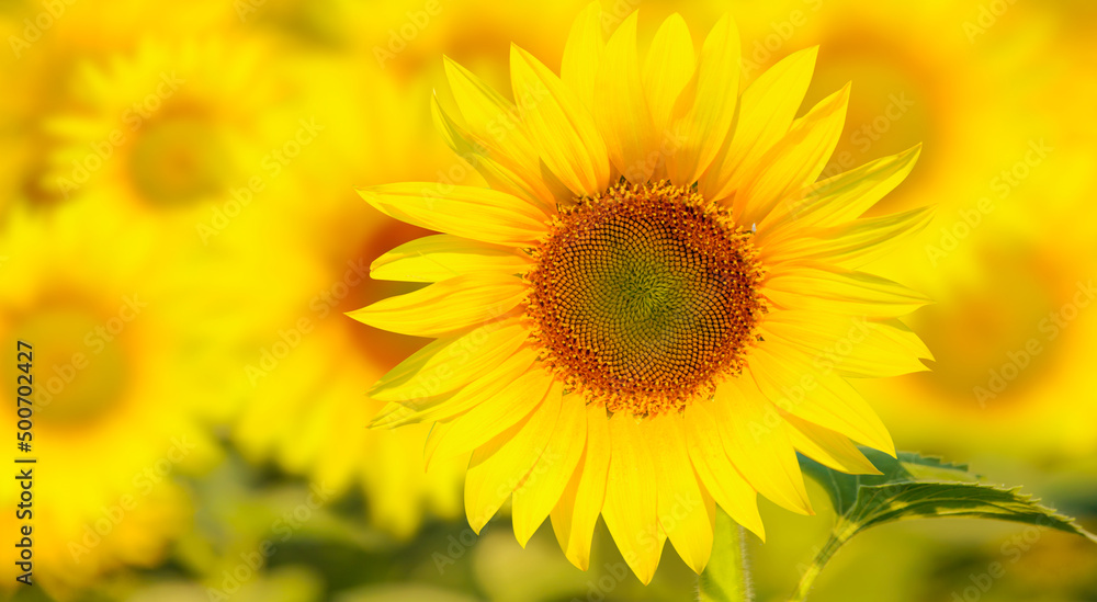 Beautiful summer landscape with Field of blooming sunflowers field