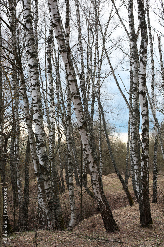 Many naked birch trees in early spring in cloudy weather Many naked birch trees in early spring in cloudy weather