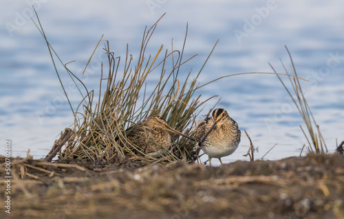 A Pair of Common Snipe (Gallinago gallinago) on their Nest in a Tussock of Grass