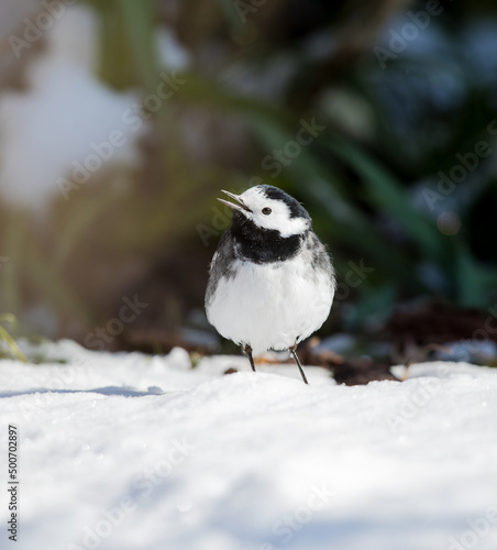 Pied or White Wagtail (Motacilla alba yarrellii) in the Snow