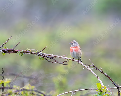 Male Common Linnet (Linaria cannabina) Perched on a Branch