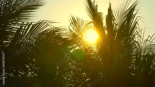 sunset over the palm tree