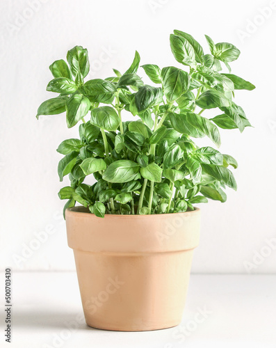 Wallpaper Mural Basil potted in terracotta plant pot on white table at wall background. Cooking ingredient with fresh Mediterranean herbs. Front view with copy space. Torontodigital.ca