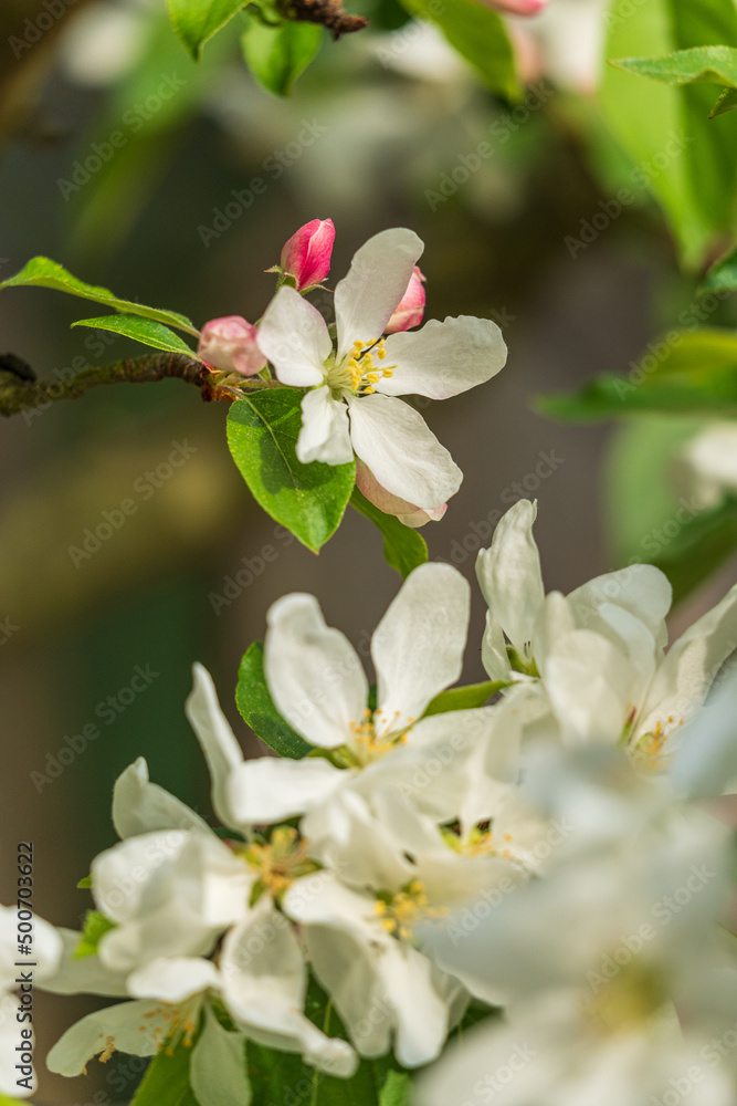 Apfelbaumblüte Apfelbaumblüte