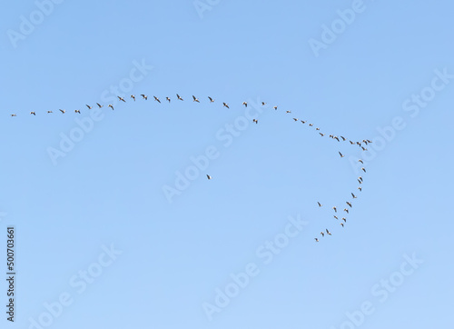 Pink-footed Geese (Anser brachyrhynchus) Migrating in V-Formation