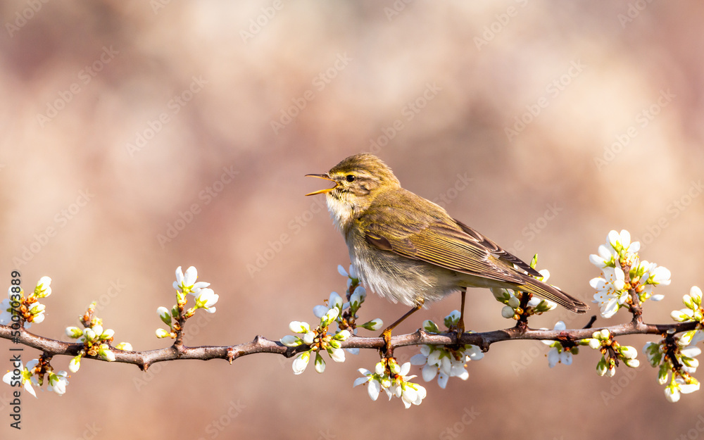 Fototapeta premium Piecuszek Phylloscopus trochilus wiosna