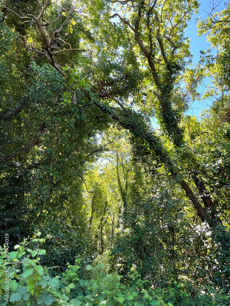 Fototapeta premium forest in autumn