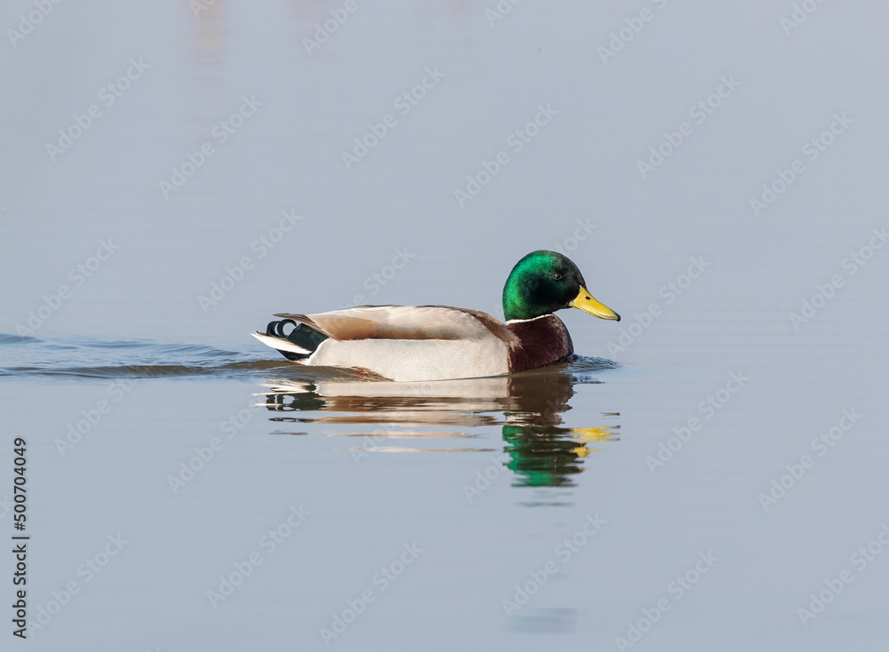 Obraz premium Male Mallard in (Anas platyrhynchos) in Breeding Plumage