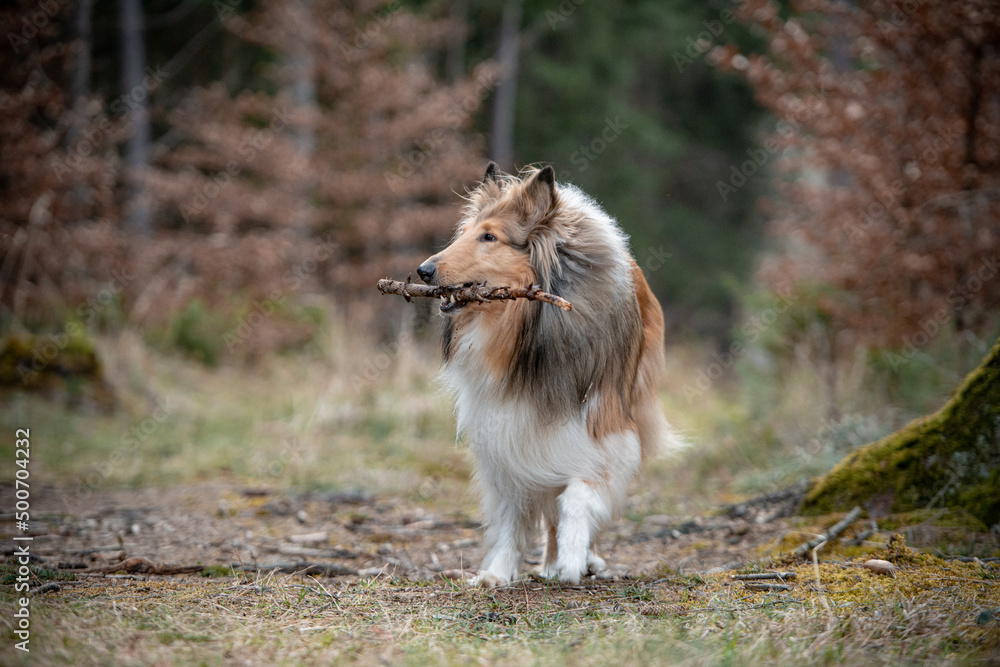 Sable Langhaar Collie