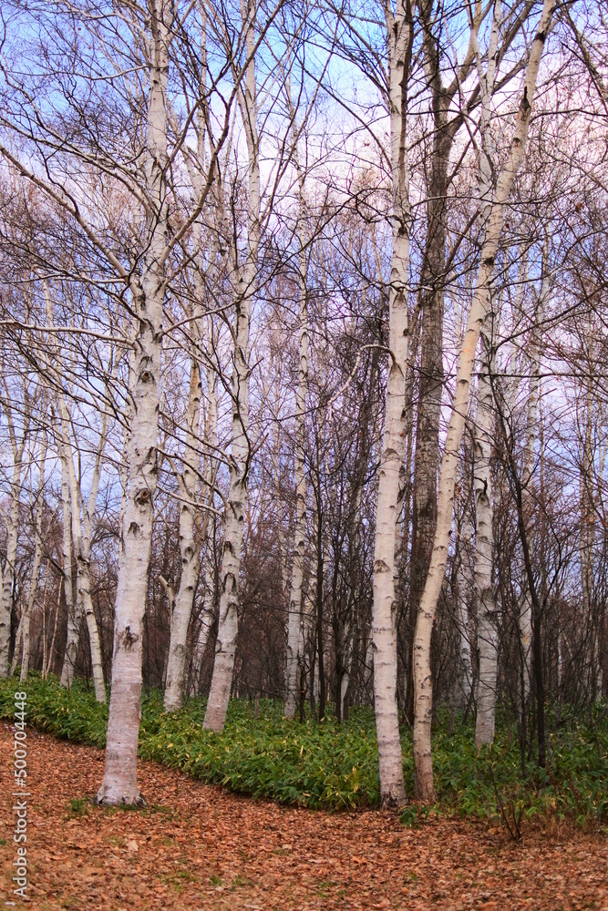 空と白樺林　
be dotted with white birch trees. 