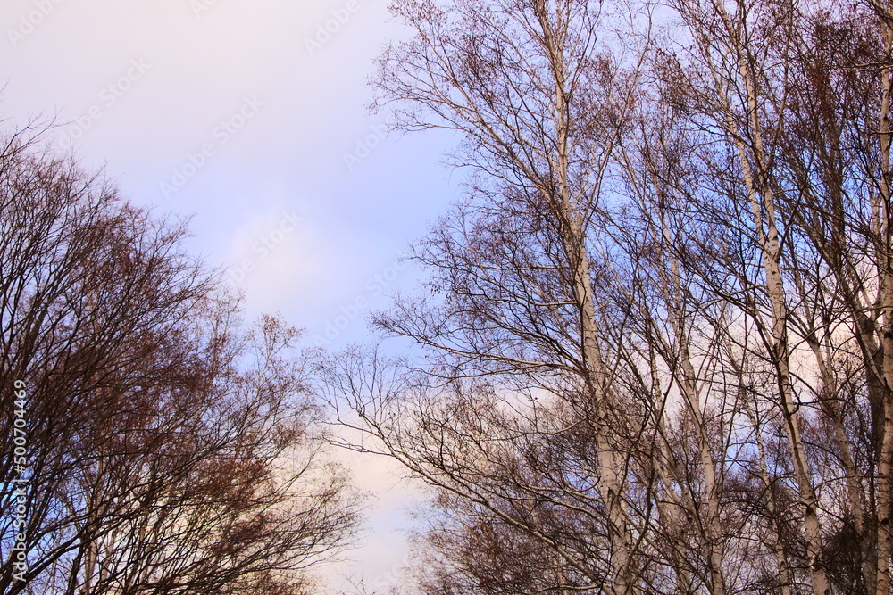 空と白樺林
be dotted with white birch trees. 空と白樺林
be dotted with white birch trees.