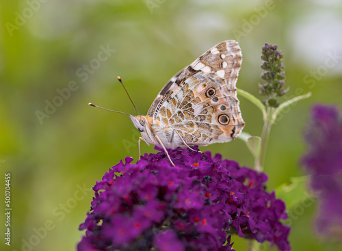 A Painted Lady Butterfly (Vanessa cardui) Feeding on a Buddleia Flower in a Garden. Side view showing underwings.