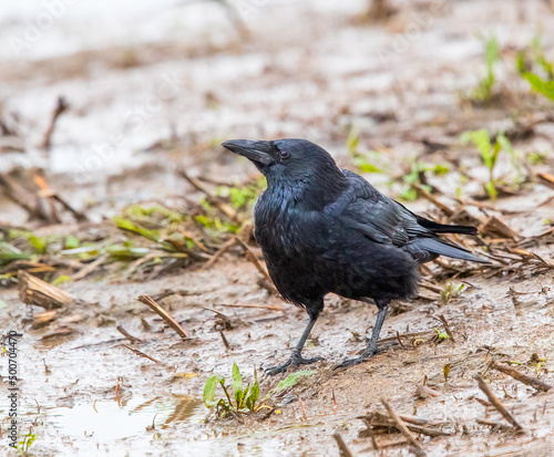 Slika na platnu Carrion Crow (Corvus corone)
