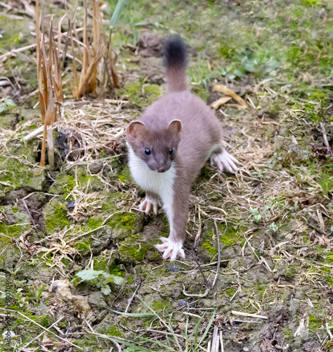 A Stoat or short-tailed weasel (Mustela erminea) Standing Still Looking for Prey in a Woodland Clearing.