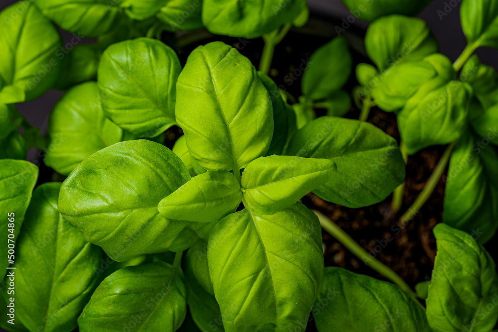 basil leaves in the garden basil leaves in the garden