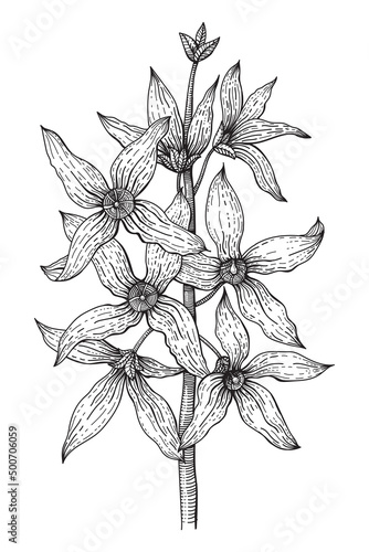 Forsythia branch. Golden Bell, blossoming flowers. Floral background in line art style. Hand drawn vintage vector illustration in black and white style.