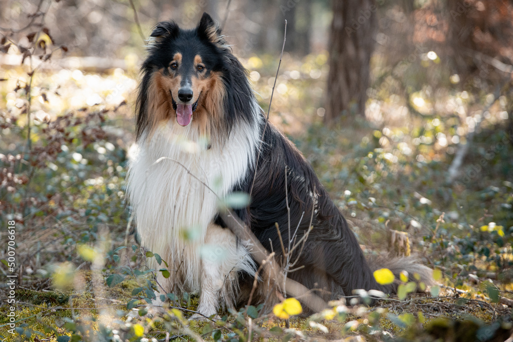 Tricolor Collie