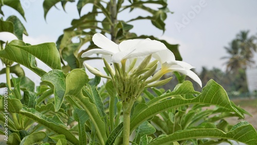 Flowers of Plumeria pudica with natural leaves background photo