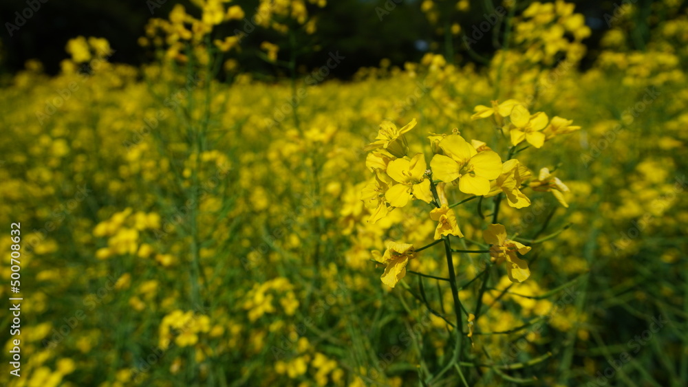 Obraz premium 春の菜の花