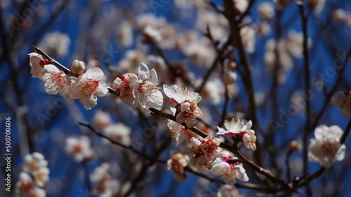 ピンクの梅の花